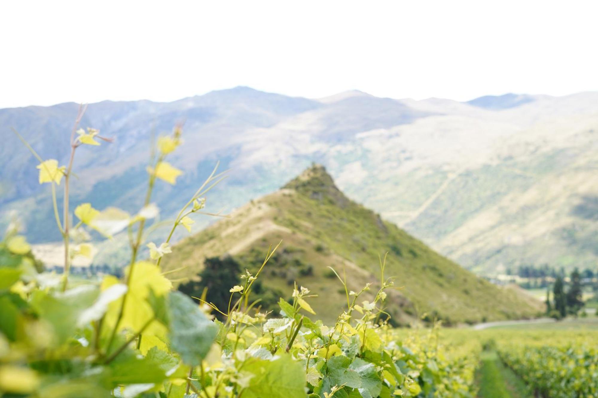 Mt Rosa Lodge Boutique Vineyard Accommodation Wanaka Luaran gambar