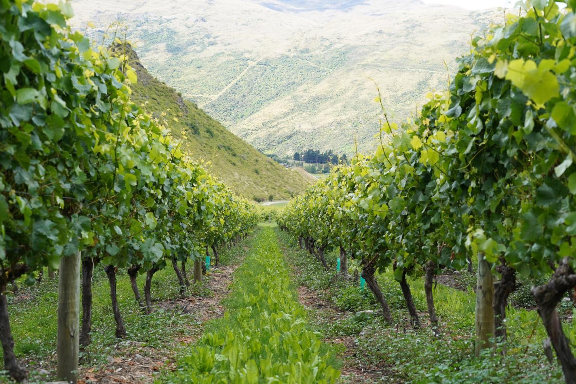 Mt Rosa Lodge Boutique Vineyard Accommodation Wanaka Luaran gambar