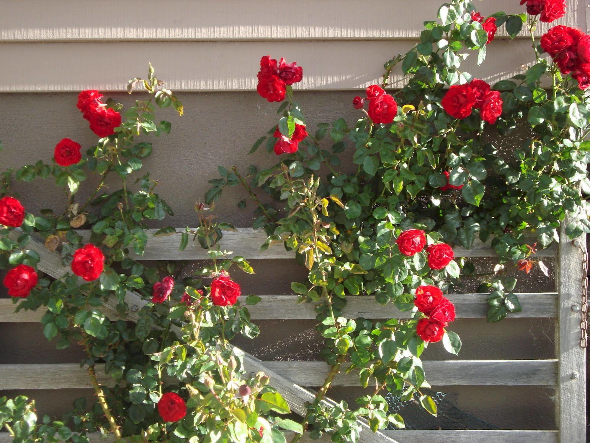 Mt Rosa Lodge Boutique Vineyard Accommodation Wanaka Luaran gambar